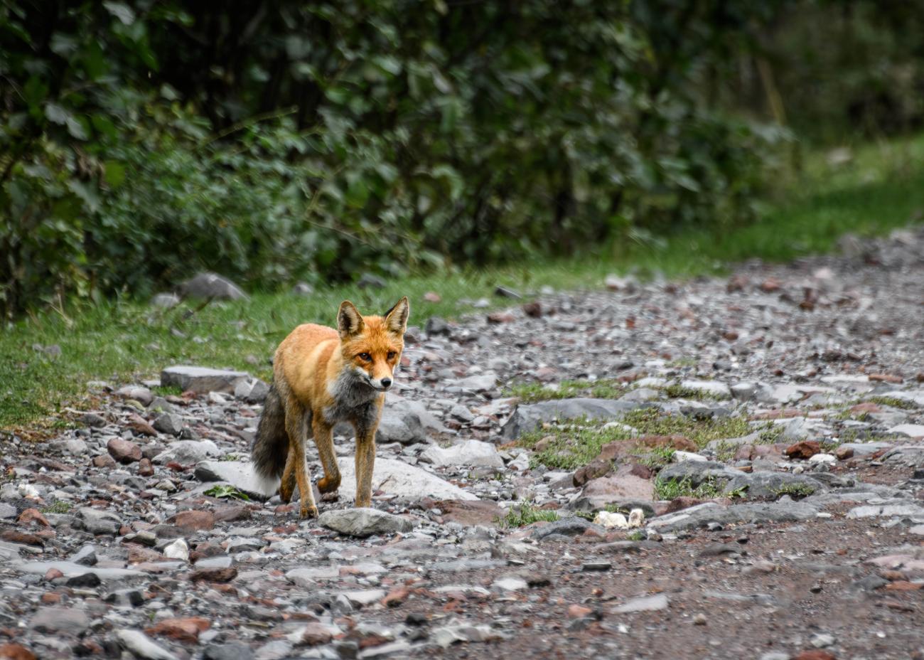 Wild red fox walking along a rocky trail in the Caucasus mountains of Georgia.