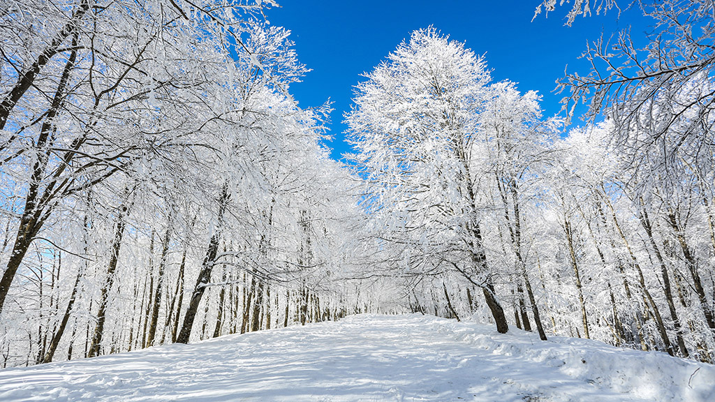A serene snow-covered forest path lined with tall frost-laden trees under a bright blue winter sky in Georgia