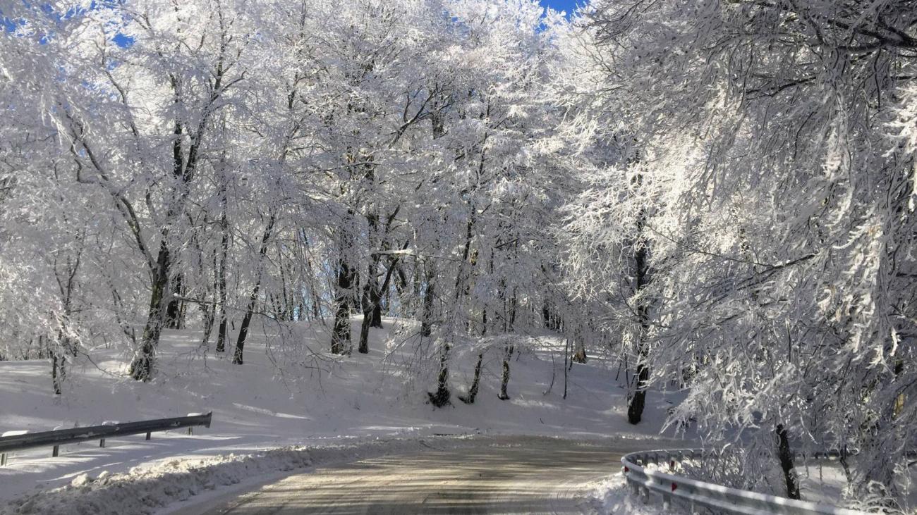 A road with guardrails passes through a tunnel of snow-covered trees with heavy frost creating a white canopy overhead