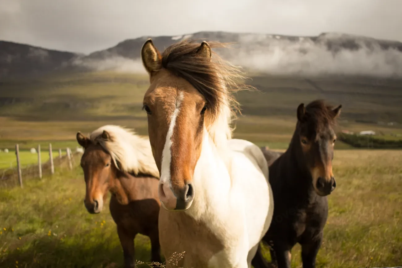 Three Icelandic horses with windswept manes standing in a grassy field