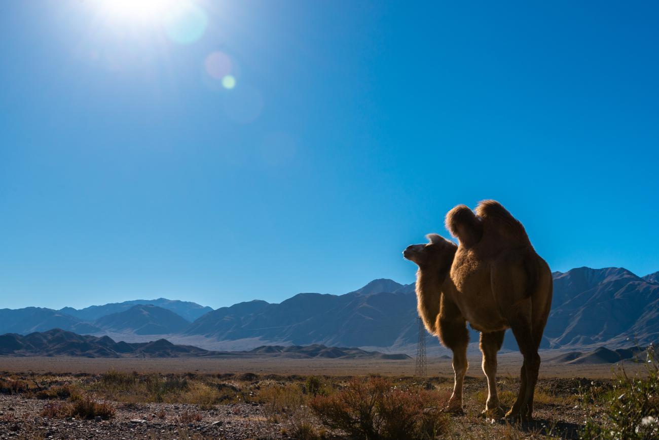 A Bactrian camel stands in the arid Kyrgyz landscape with sun-drenched mountains in the background along the ancient Silk Road.
