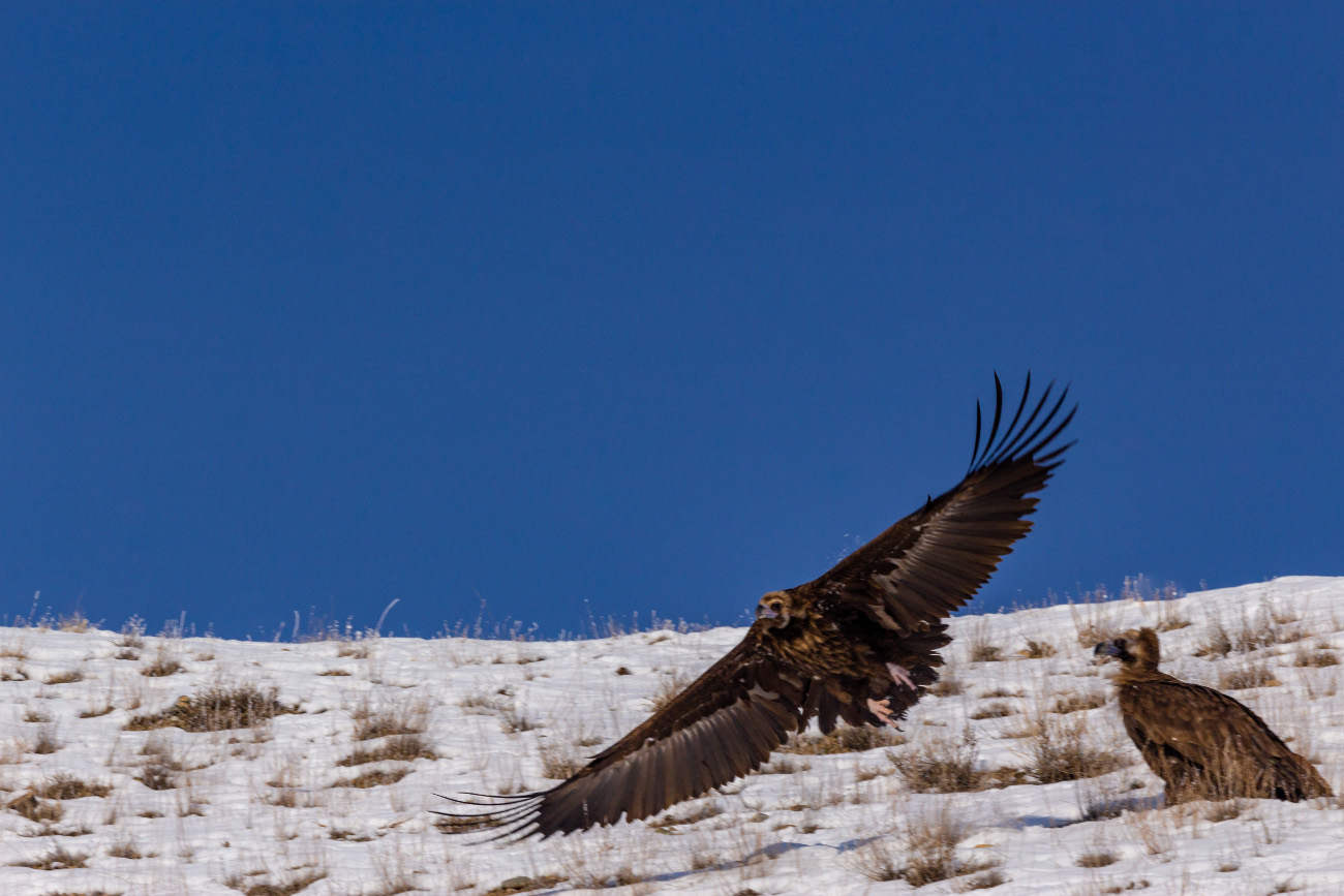 A golden eagle taking flight over a snow-covered hillside in Kyrgyzstan