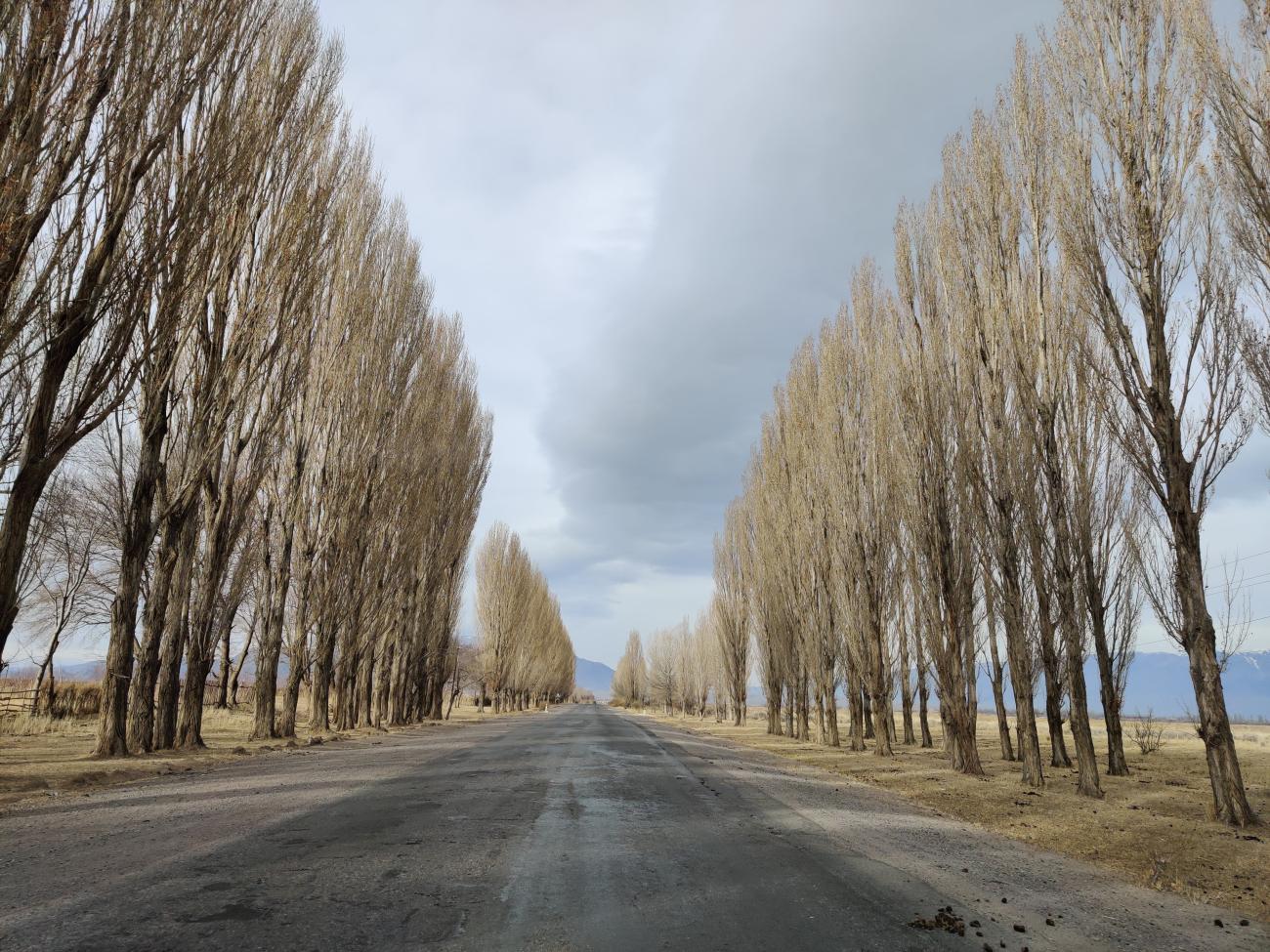 A straight road lined with tall poplar trees stretching into the distance under an overcast sky
