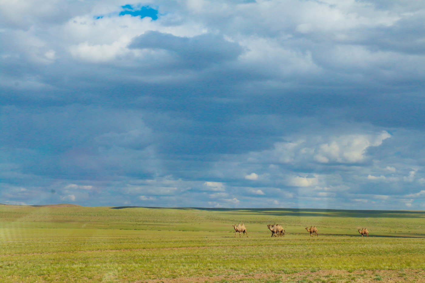 A herd of Bactrian camels crossing the open grasslands of the Mongolian steppe