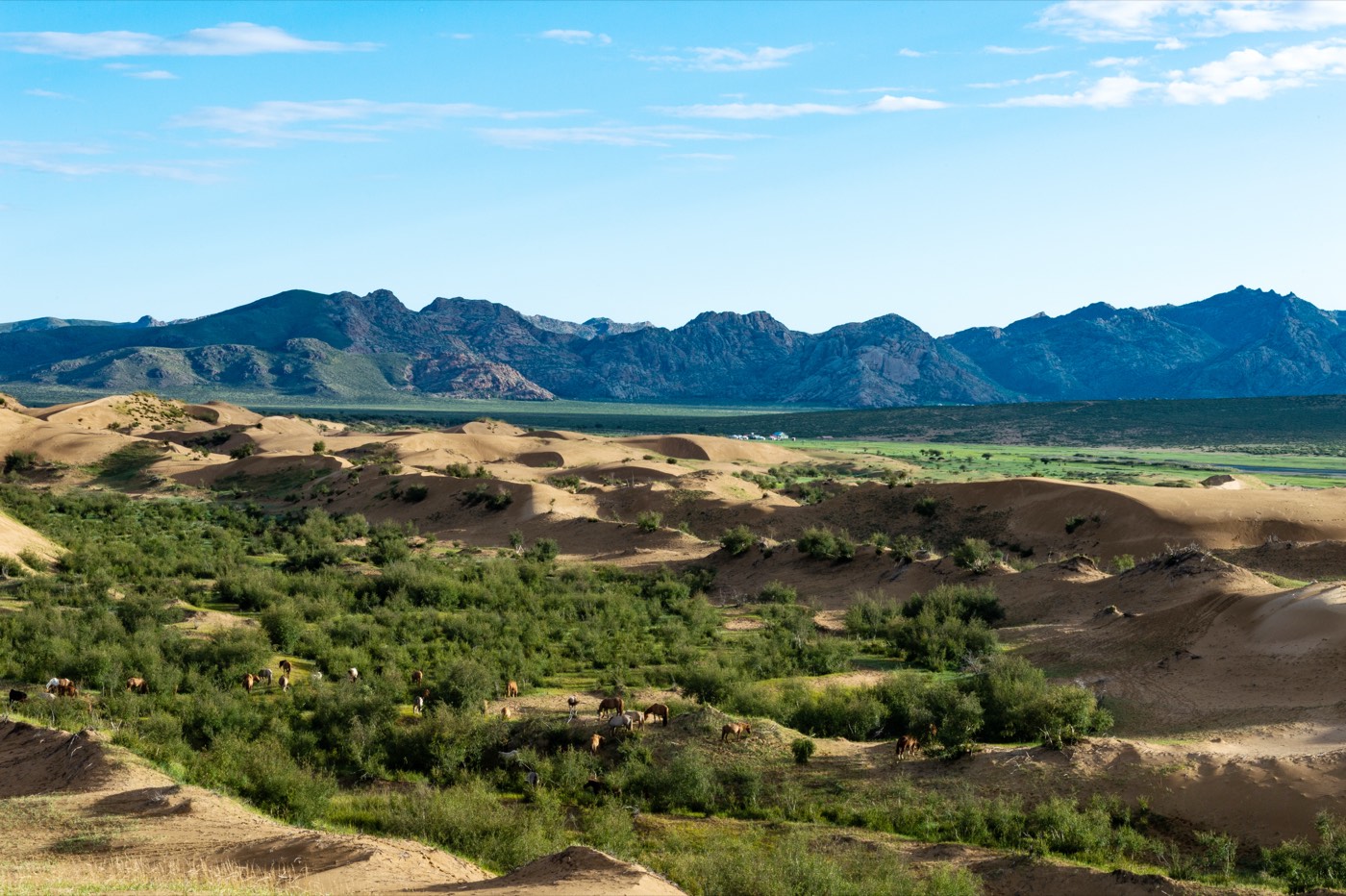 Wild horses grazing in the green oasis among the sand dunes of Elsen Tasarkhai, Mongolia's "Mini Gobi"