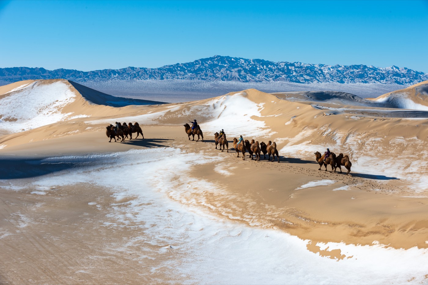 A camel caravan crossing the towering Khongoriin Els singing sand dunes with snow-capped mountains behind