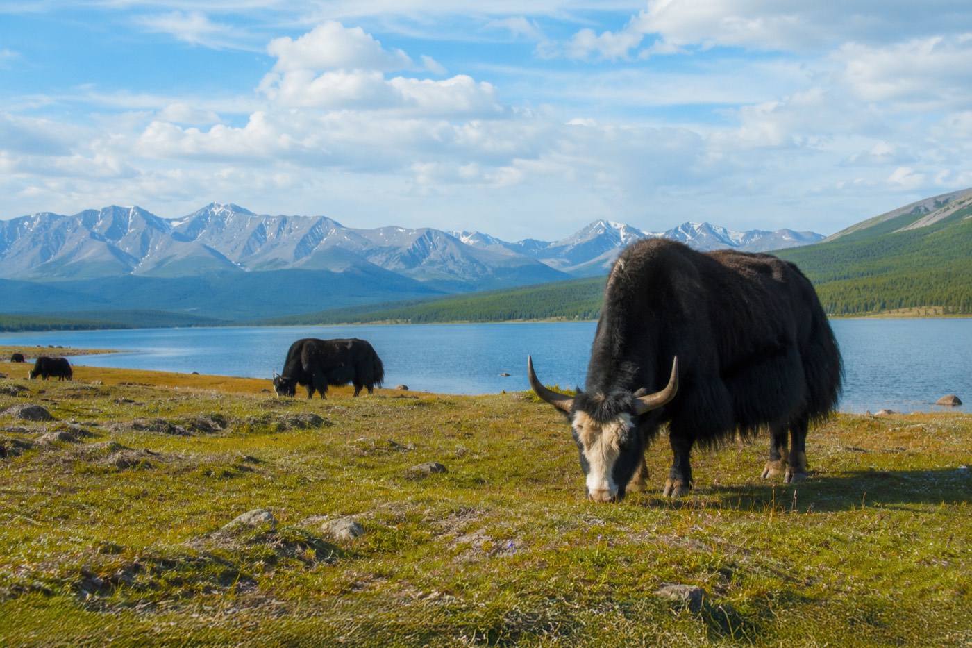 Yaks grazing beside an alpine lake with snow-capped mountains in the Mongolian highlands