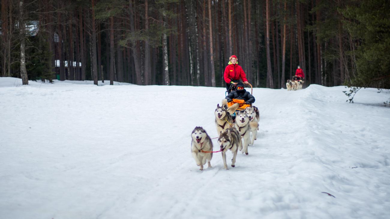 A team of Siberian huskies pulling a sled through a snowy pine forest trail during a winter dog sledding excursion.