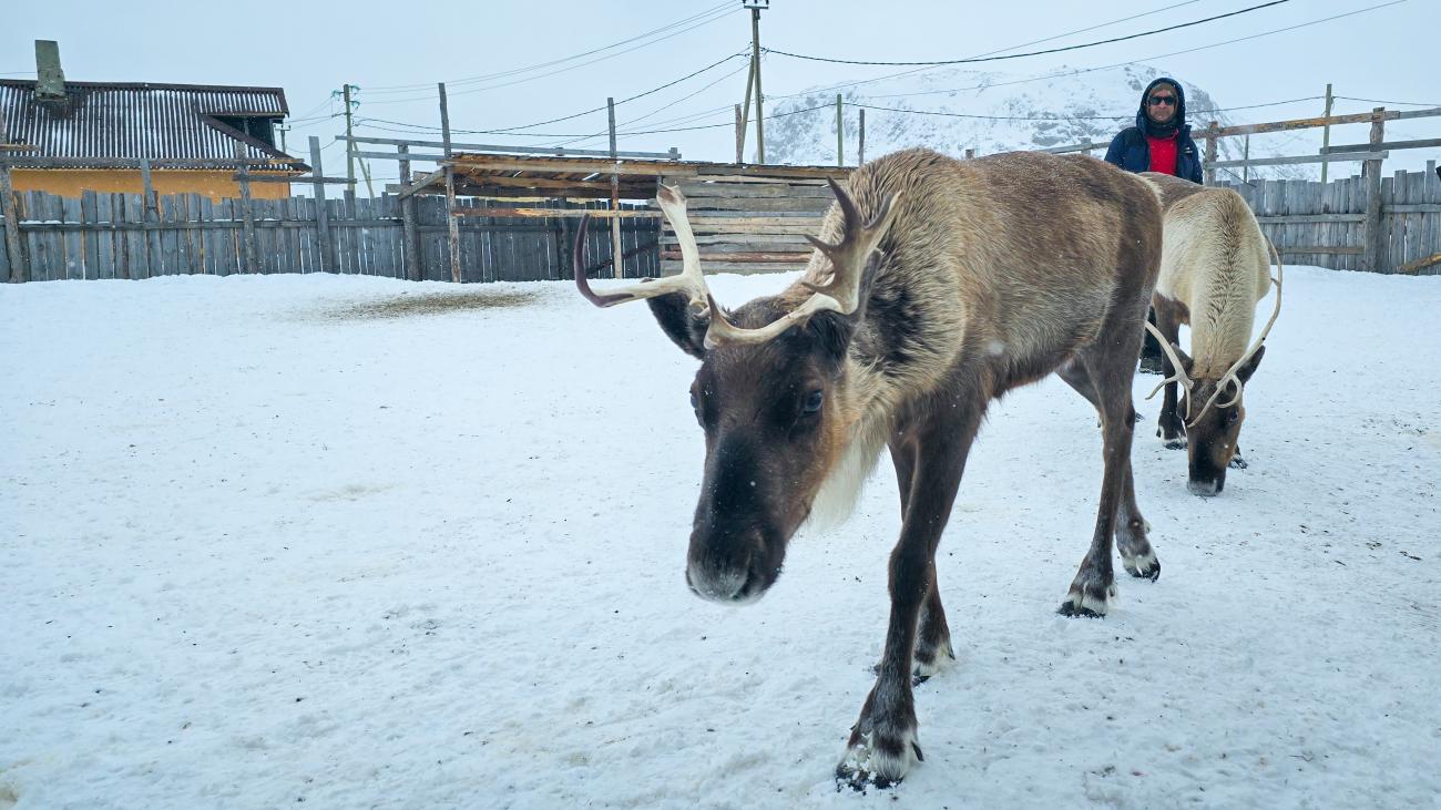 A reindeer with large antlers approaching the camera in a snowy enclosure at an Arctic Russian village.