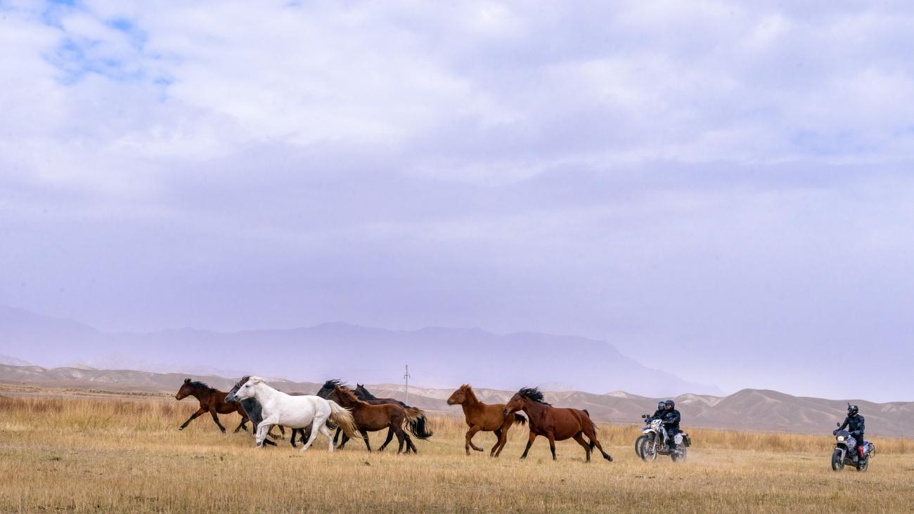 Two motorcyclists follow a herd of galloping wild horses across the vast Kyrgyz steppe under a cloudy sky.