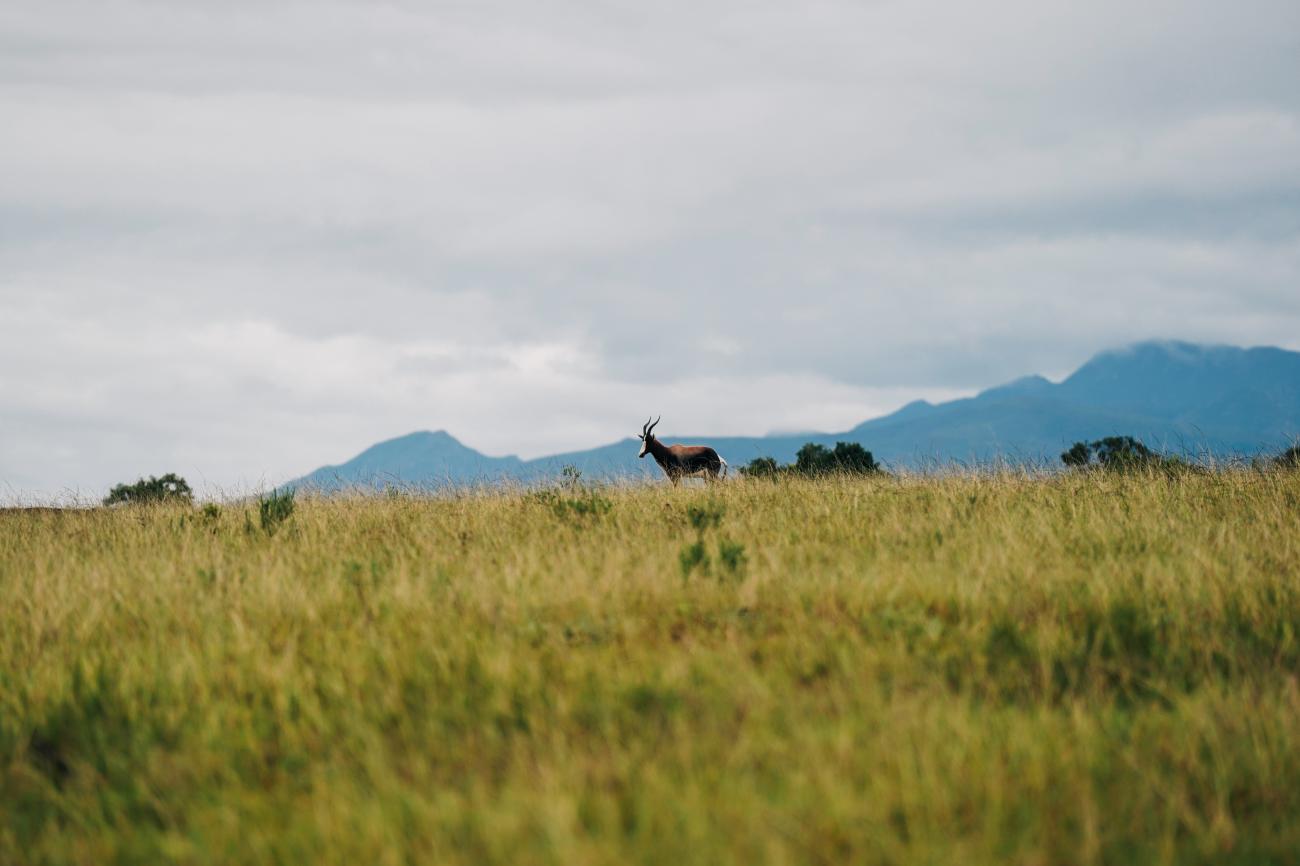 A lone bontebok antelope standing in golden grassland with misty mountains in the background.