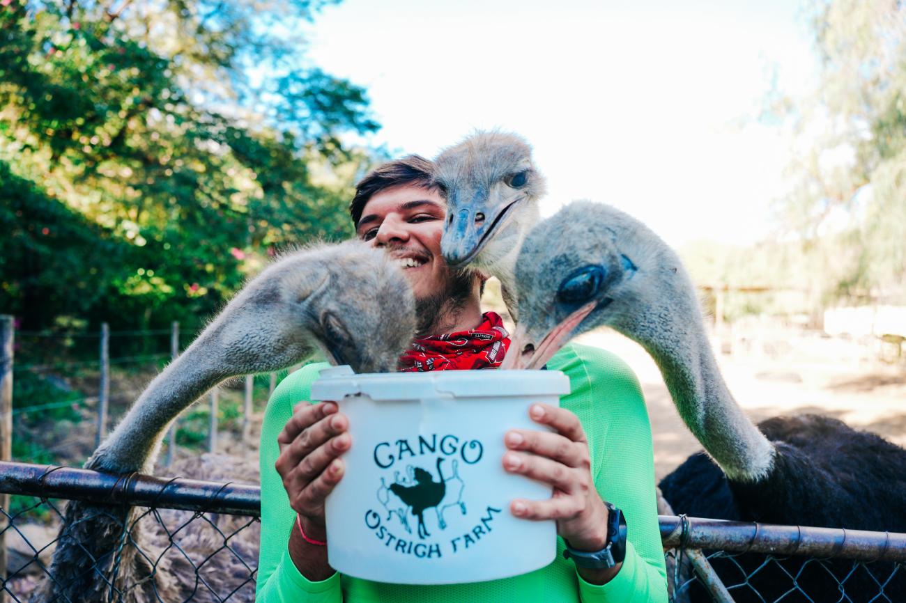 Visitor feeding ostriches at the Cango Ostrich Farm near Oudtshoorn in South Africa.