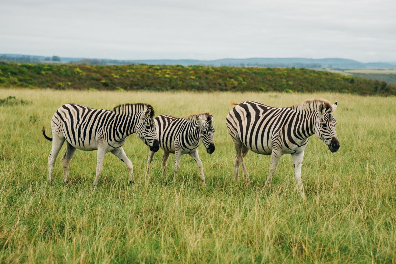 Three zebras grazing in open grassland on a South African game reserve with rolling hills in the distance.