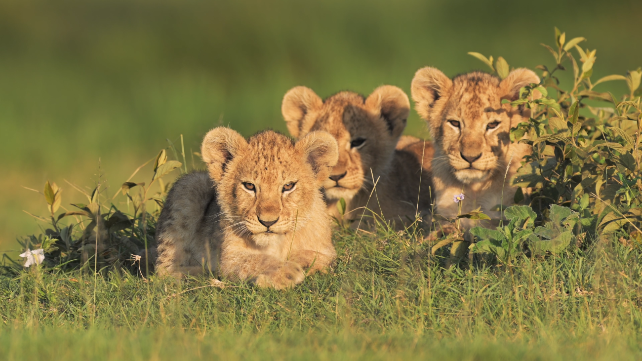 Lion cubs resting in green grass South Africa