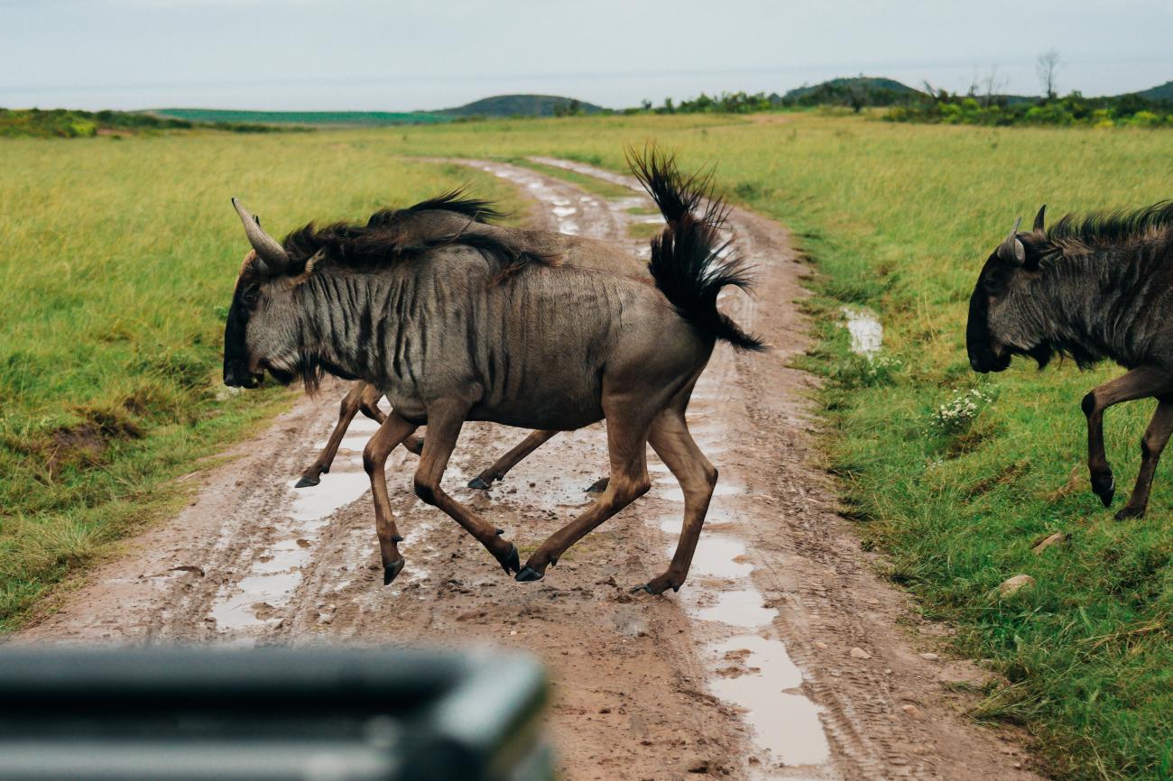 Wildebeest crossing dirt road on safari South Africa