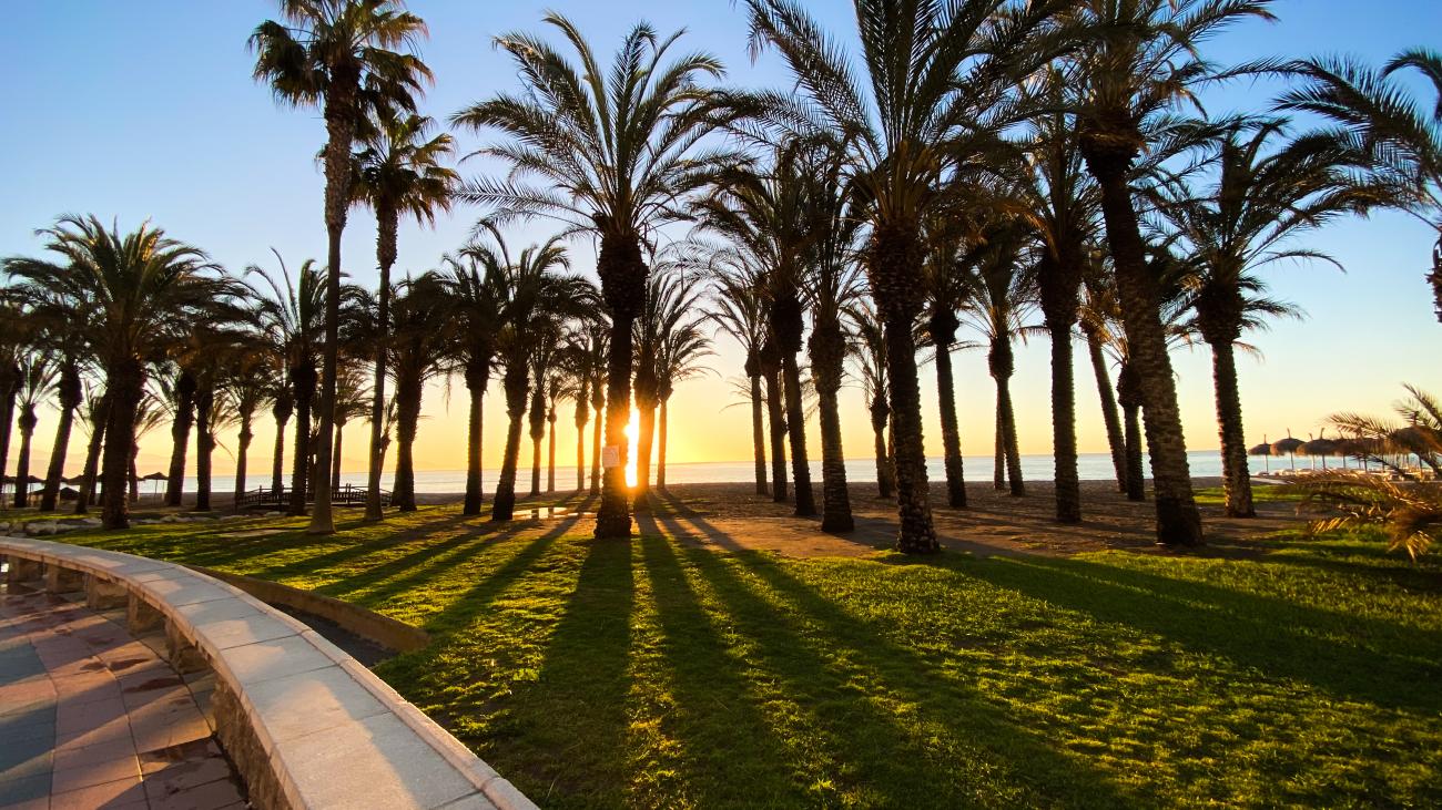Silhouetted palm trees casting long shadows on green grass at sunset along the Costa del Sol promenade.