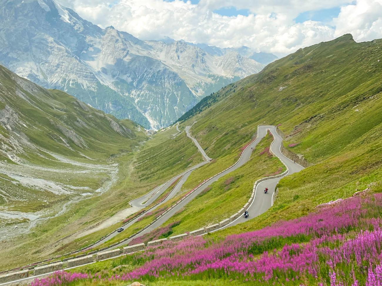 Motorcyclists descending the famous Stelvio Pass switchbacks lined with purple wildflowers and towering Alpine peaks.